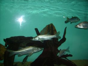 EXCURSÃO A CCTECA E AO OCEANÁRIO