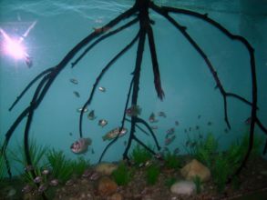 EXCURSÃO A CCTECA E AO OCEANÁRIO