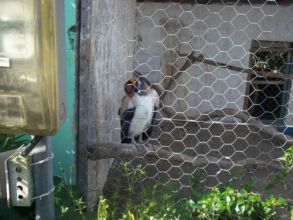 Visita ao Parque dos Falcões - 1ºs Anos